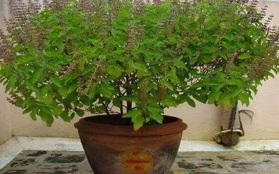 तुलसी क्यों मानी जाती है घर के लिए शुभ? जानिए इसके धार्मिक, वैज्ञानिक और स्वास्थ्य से जुड़े गहरे फायदे