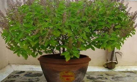 तुलसी क्यों मानी जाती है घर के लिए शुभ? जानिए इसके धार्मिक, वैज्ञानिक और स्वास्थ्य से जुड़े गहरे फायदे