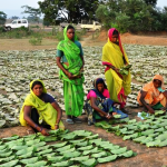 बस्तर में समय से पहले मानसून की मार: तेंदूपत्ता संग्रहण लक्ष्य से बहुत पीछे, आदिवासी परिवारों की आजीविका पर संकट