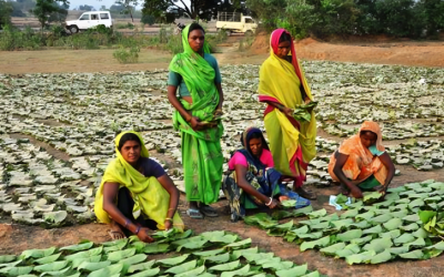 बस्तर में समय से पहले मानसून की मार: तेंदूपत्ता संग्रहण लक्ष्य से बहुत पीछे, आदिवासी परिवारों की आजीविका पर संकट