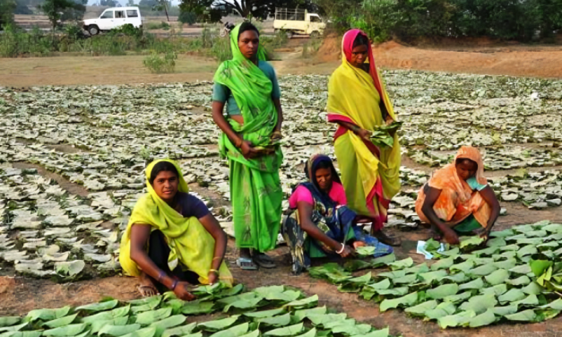 बस्तर में समय से पहले मानसून की मार: तेंदूपत्ता संग्रहण लक्ष्य से बहुत पीछे, आदिवासी परिवारों की आजीविका पर संकट